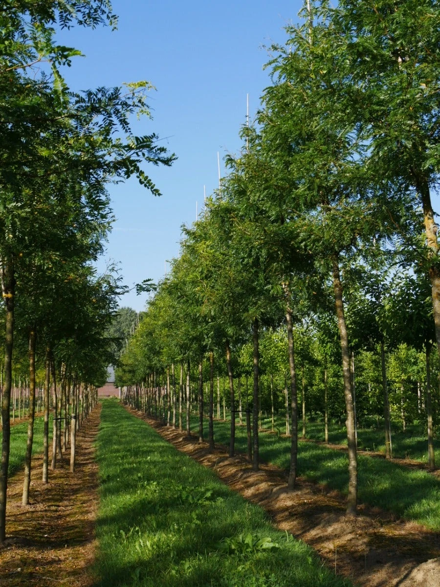 Grote Gleditsia (Gleditsia Triacanthos 'Sunburst') 5 Grote Gleditsia (Gleditsia Triacanthos 'Sunburst') - Afbeelding 3