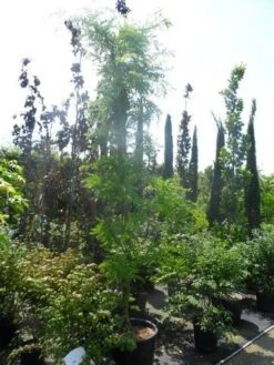 Geelbladige Christusdoorn (Gleditsia Triacanthos 'Sunburst') 31 Geelbladige Christusdoorn (Gleditsia Triacanthos 'Sunburst') -Tuinplanten Winkel gleditsia triacanthos sunburst 200 250 300 geveerd