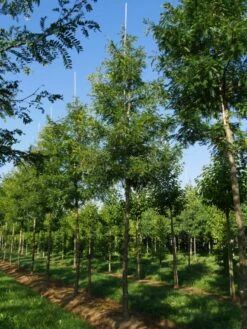 Grote Gleditsia (Gleditsia Triacanthos 'Sunburst') 11 Grote Gleditsia (Gleditsia Triacanthos 'Sunburst') -Tuinplanten Winkel gleditsia triacanthos sunburst 25 30
