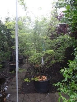 Geelbladige Christusdoorn (Gleditsia Triacanthos 'Sunburst') 30 Geelbladige Christusdoorn (Gleditsia Triacanthos 'Sunburst') -Tuinplanten Winkel gleditsia triacanthos sunburst 250 300 c130 meerstammig