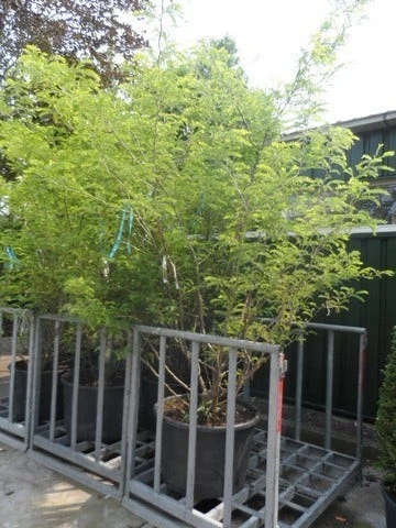 Geelbladige Christusdoorn (Gleditsia Triacanthos 'Sunburst') 14 Geelbladige Christusdoorn (Gleditsia Triacanthos 'Sunburst') - Afbeelding 12