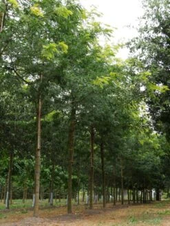 Grote Gleditsia (Gleditsia Triacanthos 'Sunburst') 12 Grote Gleditsia (Gleditsia Triacanthos 'Sunburst') -Tuinplanten Winkel gleditsia triacanthos sunburst 30 35