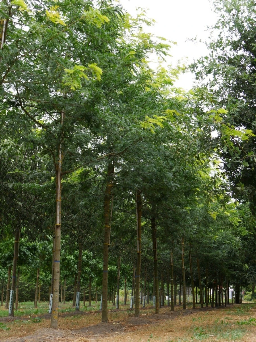 Grote Gleditsia (Gleditsia Triacanthos 'Sunburst') 7 Grote Gleditsia (Gleditsia Triacanthos 'Sunburst') - Afbeelding 5