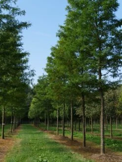 Grote Gleditsia (Gleditsia Triacanthos 'Sunburst') 13 Grote Gleditsia (Gleditsia Triacanthos 'Sunburst') -Tuinplanten Winkel gleditsia triacanthos sunburst 35 40