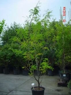 Geelbladige Christusdoorn Als Struik (Gleditsia Triacanthos 'Sunburst') 7 Geelbladige Christusdoorn Als Struik (Gleditsia Triacanthos 'Sunburst') -Tuinplanten Winkel gleditsiasunburstalsstruik01
