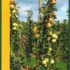 Zuilfruit (Malus Domestica 'Goldcats') -Tuinplanten Winkel goldcats