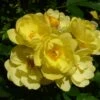 Klimroos (Rosa 'Golden Age') 2 Klimroos (Rosa 'Golden Age') -Tuinplanten Winkel goldenage