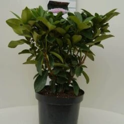 Rhododendron (Rhododendron 'Gomer Waterer') 14 Rhododendron (Rhododendron 'Gomer Waterer') -Tuinplanten Winkel gomer waterer c7.5 voor