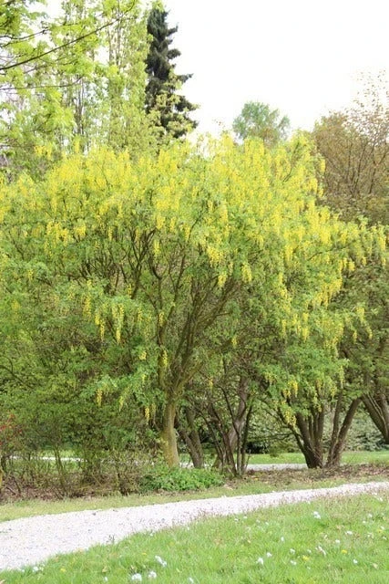 Gouden Regen Als Boom (Laburnum Watereri 'Vossii') 8 Gouden Regen Als Boom (Laburnum Watereri 'Vossii') - Afbeelding 6