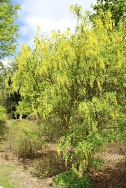 Gouden Regen Als Boom (Laburnum Watereri 'Vossii') 21 Gouden Regen Als Boom (Laburnum Watereri 'Vossii') -Tuinplanten Winkel gouden regen 3
