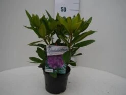 Rhododendron (Rhododendron Catawbiense 'Grandiflorum') -Tuinplanten Winkel grandiflorum c2 voor