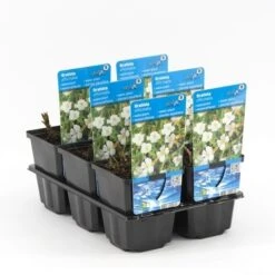 Genadekruid (Gratiola Officinalis) -Tuinplanten Winkel gratiola officinalis 20180321215609