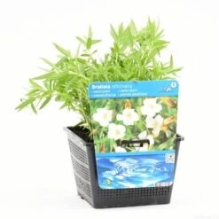 Genadekruid (Gratiola Officinalis) -Tuinplanten Winkel gratiola officinalis s e 12680 p18