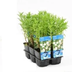 Genadekruid (Gratiola Officinalis) -Tuinplanten Winkel gratiola officinalis t e 10280 p9