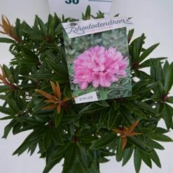 Rhododendron (Rhododendron 'Graziella') -Tuinplanten Winkel graziella c5 boven