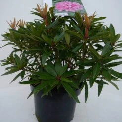 Rhododendron (Rhododendron 'Graziella') -Tuinplanten Winkel graziella c5 voor