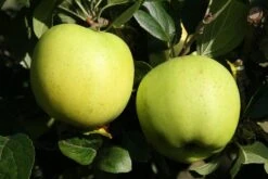 Lei-Appel (Malus Domestica 'Greensleeves') -Tuinplanten Winkel greensleeves 1