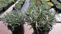 Lavendel Grosso (Lavandula Intermedia 'Grosso') -Tuinplanten Winkel grosso