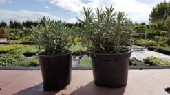 Tuinplanten Winkel -Tuinplanten Winkel grosso 1.5 en c2