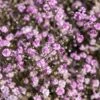 Gipskruid (Gypsophila Paniculata 'Flamingo') 2 Gipskruid (Gypsophila Paniculata 'Flamingo') -Tuinplanten Winkel gypsophila paniculata flamingo