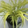 Japans Berggras (Hakonechloa Macra 'All Gold')