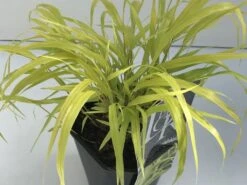 Japans Berggras (Hakonechloa Macra 'All Gold')