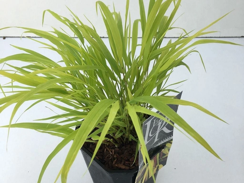Japans Berggras (Hakonechloa Macra 'Sunflare') 8 Japans Berggras (Hakonechloa Macra 'Sunflare') - Afbeelding 6