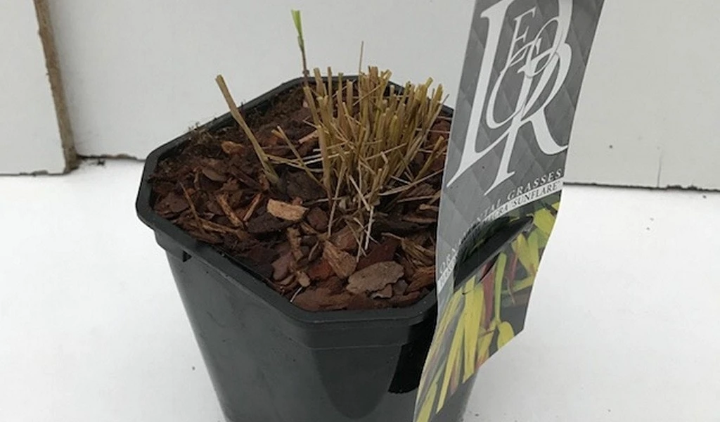 Japans Berggras (Hakonechloa Macra 'Sunflare') 9 Japans Berggras (Hakonechloa Macra 'Sunflare') - Afbeelding 7