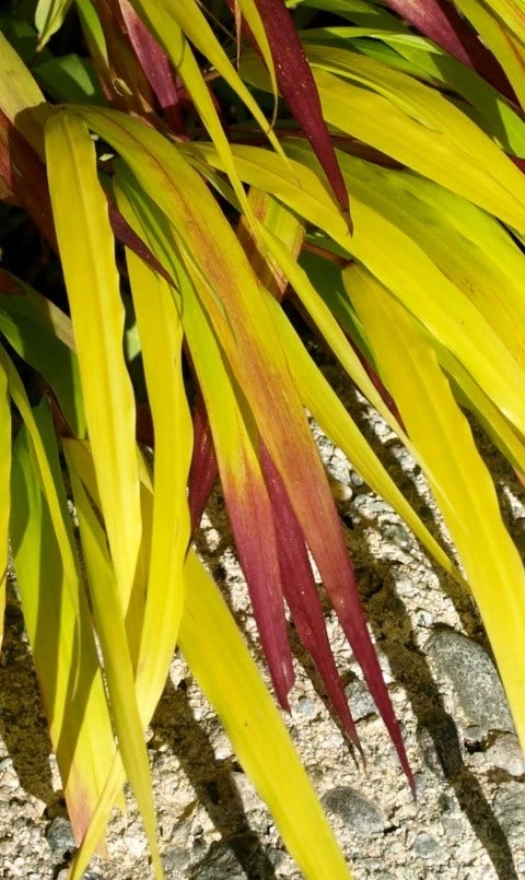 Japans Berggras (Hakonechloa Macra 'Sunflare') 4 Japans Berggras (Hakonechloa Macra 'Sunflare') - Afbeelding 2