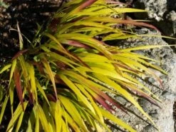 Japans Berggras (Hakonechloa Macra 'Sunflare') 11 Japans Berggras (Hakonechloa Macra 'Sunflare') -Tuinplanten Winkel hakonechloa sunflare 13