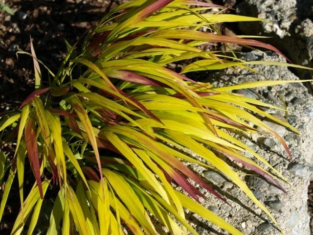 Japans Berggras (Hakonechloa Macra 'Sunflare') 5 Japans Berggras (Hakonechloa Macra 'Sunflare') - Afbeelding 3