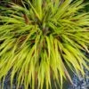 Japans Berggras (Hakonechloa Macra 'Sunflare')