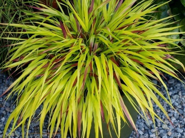 Japans Berggras (Hakonechloa Macra 'Sunflare') 3 Japans Berggras (Hakonechloa Macra 'Sunflare')
