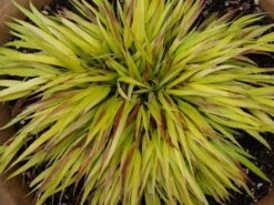 Japans Berggras (Hakonechloa Macra 'Sunflare') 12 Japans Berggras (Hakonechloa Macra 'Sunflare') -Tuinplanten Winkel hakonechloa sunflare 8