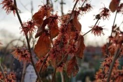 Toverhazelaar (Hamamelis Intermedia 'Diane') -Tuinplanten Winkel hamamelis diane bloeienblad lm01