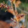 Toverhazelaar (Hamamelis Intermedia 'Jelena') -Tuinplanten Winkel hamamelis jelena bloei lm01a