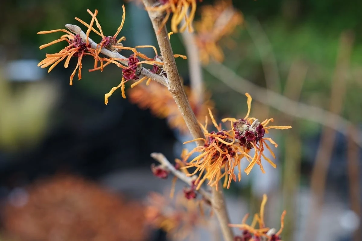 Toverhazelaar (Hamamelis Intermedia 'Jelena') 3 Toverhazelaar (Hamamelis Intermedia 'Jelena')