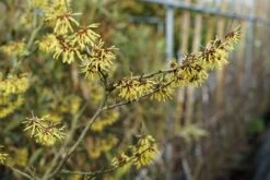 Toverhazelaar (Hamamelis Intermedia 'Westerstede') -Tuinplanten Winkel hamamelis westerstede lm01