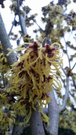 Toverhazelaar (Hamamelis Intermedia 'Arnold Promise') -Tuinplanten Winkel hamamelis arnold promise