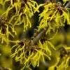Toverhazelaar (Hamamelis Intermedia 'Arnold Promise') -Tuinplanten Winkel hamamelis arnold promise 1