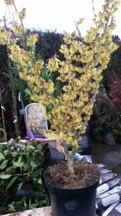 Toverhazelaar (Hamamelis Intermedia 'Arnold Promise') -Tuinplanten Winkel hamamelis arnold promise 2