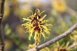 Toverhazelaar (Hamamelis Mollis 'Pallida') -Tuinplanten Winkel hamamelis mollis pallida