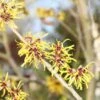Toverhazelaar (Hamamelis Mollis 'Pallida') -Tuinplanten Winkel hamamelis mollis pallida 2