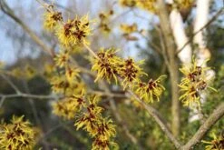 Toverhazelaar (Hamamelis Mollis 'Pallida') -Tuinplanten Winkel hamamelis mollis pallida 3