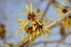 Toverhazelaar (Hamamelis Mollis 'Pallida') -Tuinplanten Winkel hamamelis mollis pallida 4