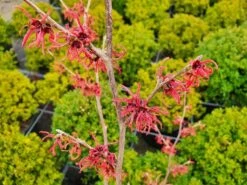 Toverhazelaar (Hamamelis Intermedia 'Ruby Glow') -Tuinplanten Winkel hamamelisrubyglow02a