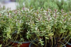 Hebe (Hebe Albicans 'Red Edge') -Tuinplanten Winkel hebe albicans rededge winter lm01