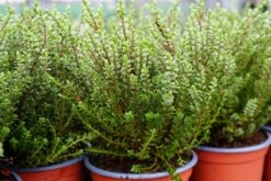 Hebe (Baby Marie) -Tuinplanten Winkel hebe babymarie winter lm01
