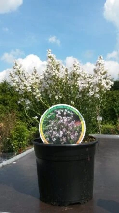 Hebe (Baby Marie) -Tuinplanten Winkel hebe baby marie 1 2