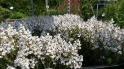 Hebe (Baby Marie) -Tuinplanten Winkel hebe baby marie 3